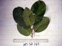 Sterculia shillinglawii image