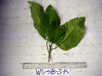 Dendrocnide ternatensis image