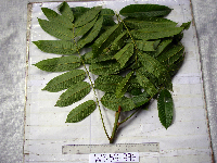 Canarium acutifolium image