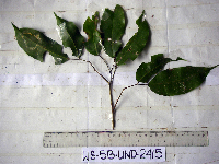 Kingiodendron novoguineense image