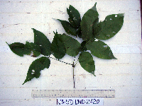 Derris trifoliata image