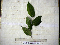 Celtis latifolia image