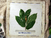 Bridelia macrocarpa image