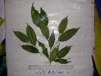 Celtis latifolia image