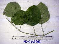 Image of Stephania salomonum