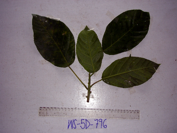 Dendrocnide ternatensis image