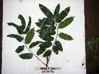 Canarium indicum image