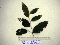 Celtis latifolia image