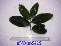 Bridelia macrocarpa image