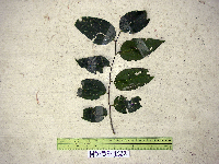 Celtis latifolia image