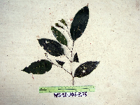 Celtis latifolia image