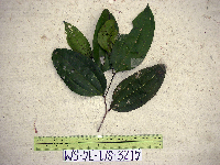 Celtis latifolia image