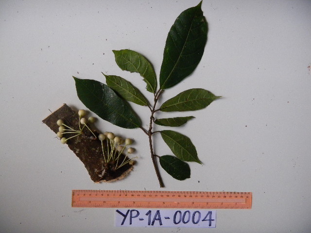 Ficus wassa image