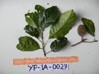 Image of Sloanea tieghemii