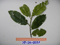 Elaeocarpus dolichostylus image