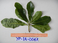 Elaeocarpus schlechterianus image