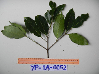 Syzygium acuminatissimum image