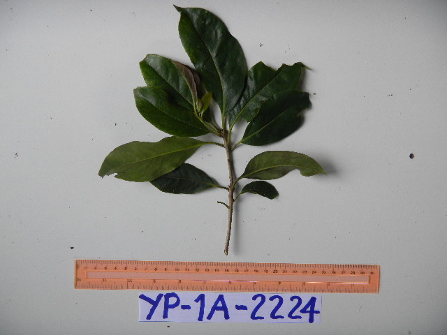 Pittosporum ramiflorum image