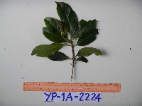 Image of Pittosporum ramiflorum