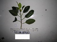 Ficus hesperidiiformis image