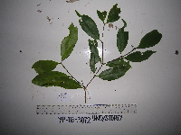 Syzygium acuminatissimum image