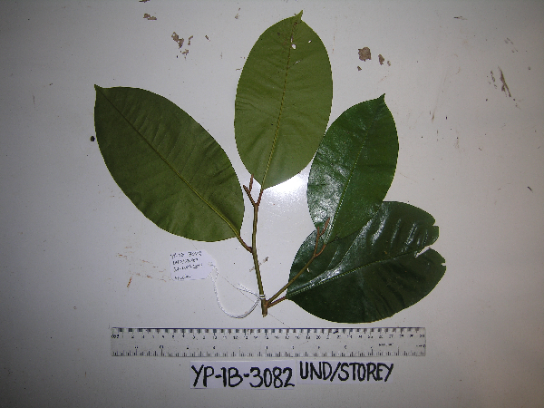 Galbulimima belgraveana image