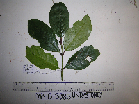 Syzygium acuminatissimum image