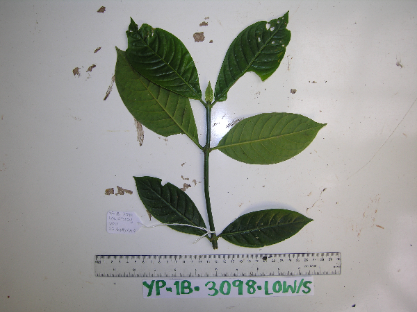 Psychotria murmurensis image