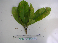 Elaeocarpus kaniensis image