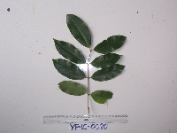 Syzygium acuminatissimum image