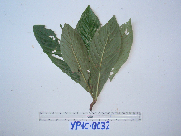 Saurauia conferta image