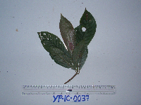 Saurauia schumanniana image