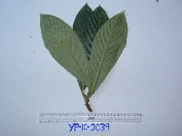 Saurauia conferta image