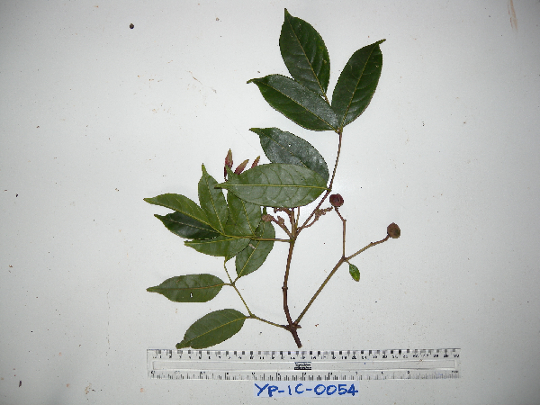 Turpinia pentandra image