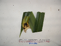 Benstonea adinobotrys image