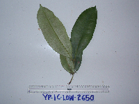 Syzygium furfuraceum image