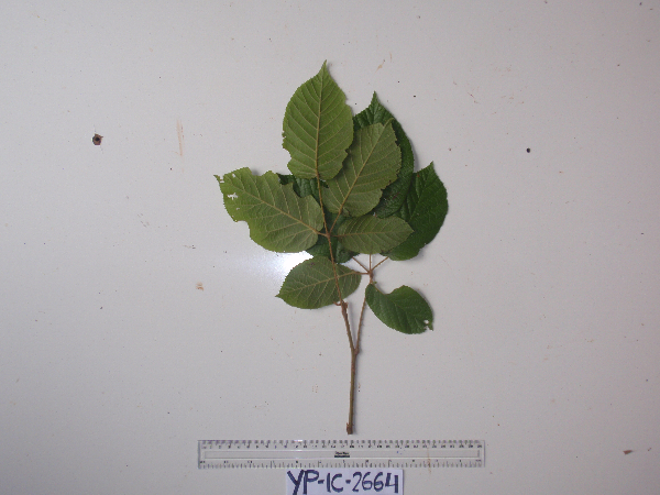 Rubus diclinis image