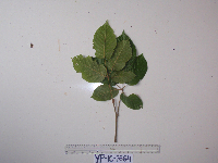 Image of Rubus diclinis