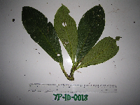 Saurauia conferta image