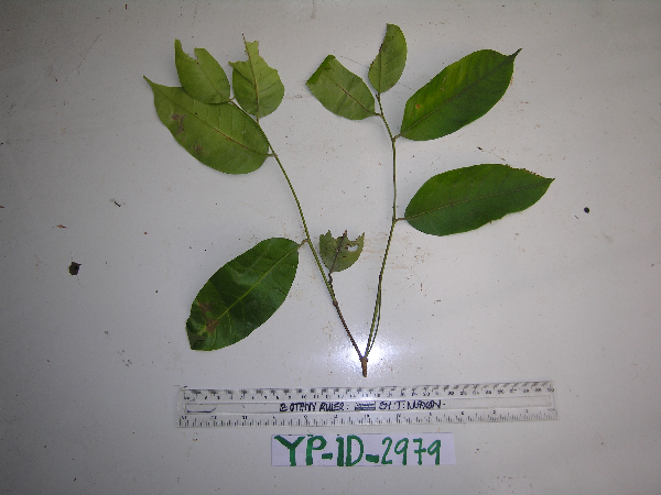 Lithocarpus celebicus image
