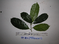 Pittosporum ramiflorum image