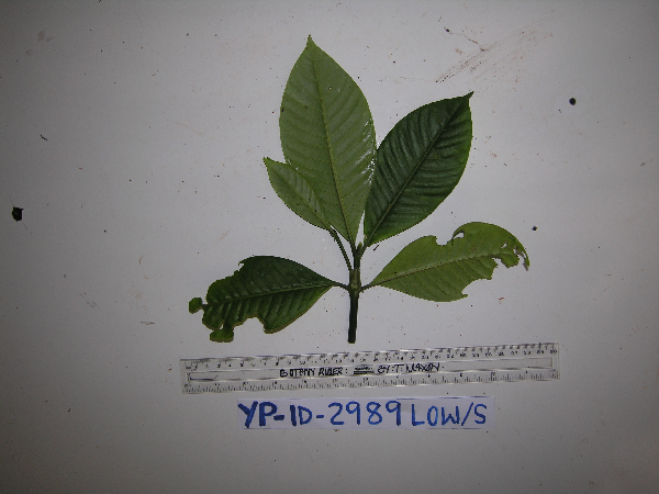Psychotria multicostata image