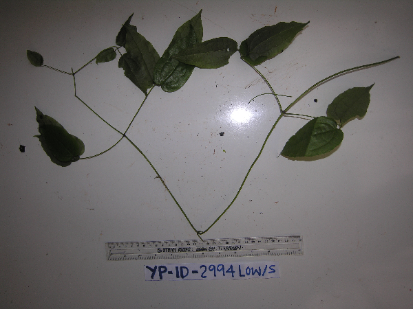 Clematis phanerophlebia image