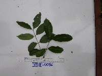 Syzygium acuminatissimum image