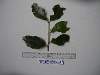 Syzygium acuminatissimum image