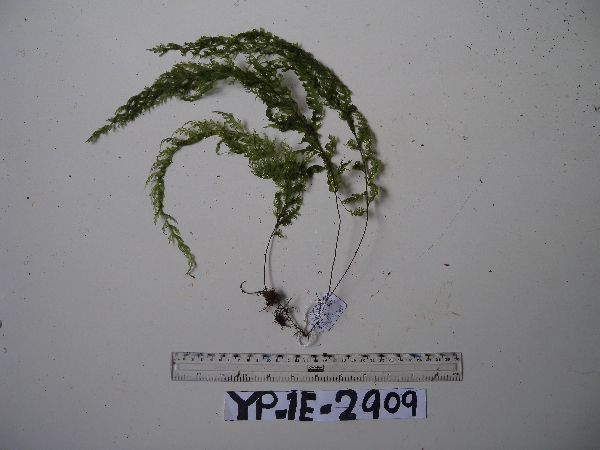 Hymenophyllum imbricatum image