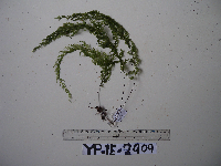 Image of Hymenophyllum imbricatum