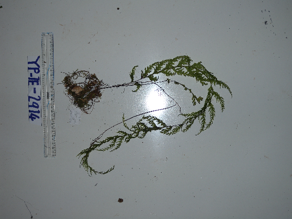 Hymenophyllum imbricatum image