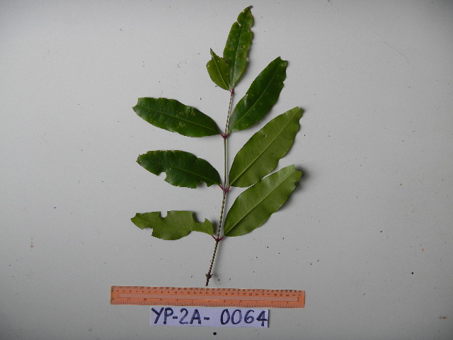 Syzygium acuminatissimum image