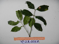 Syzygium acuminatissimum image